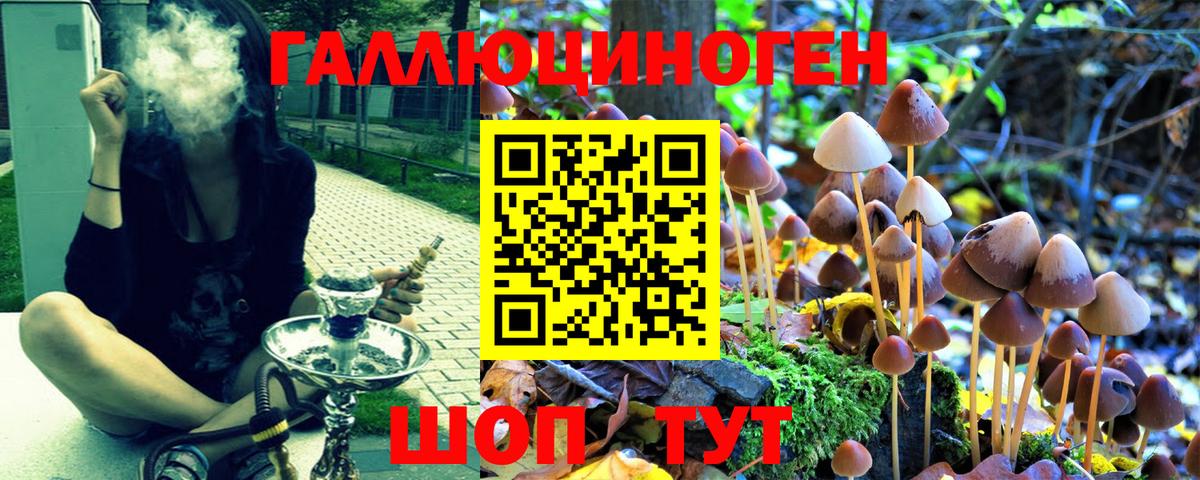 Галлюциногенные грибы Psilocybe Новозыбков